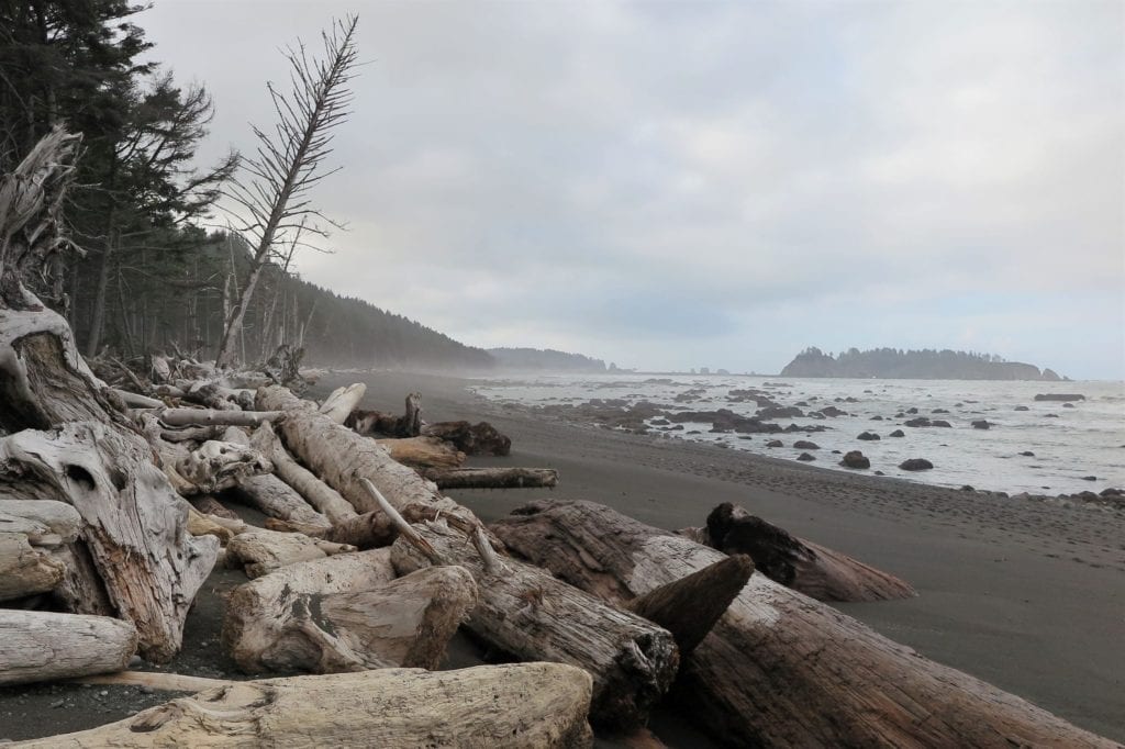 Rialto Beach driftwood on a misty morning - Washington