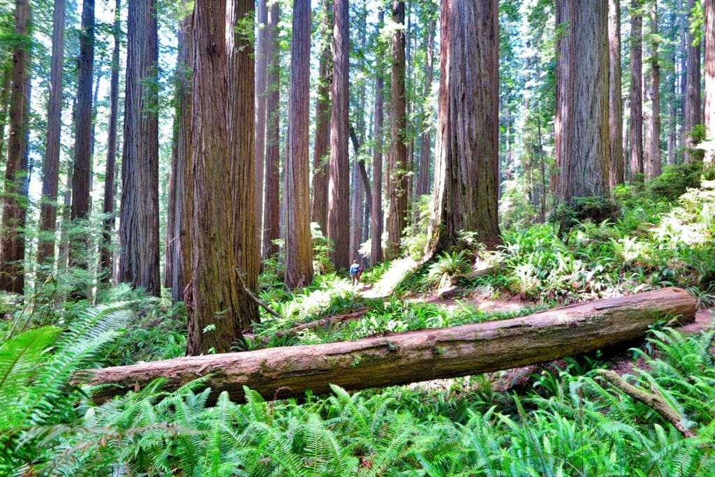 Lush Ferns line the trail among the Redwoods in California - Top Hike