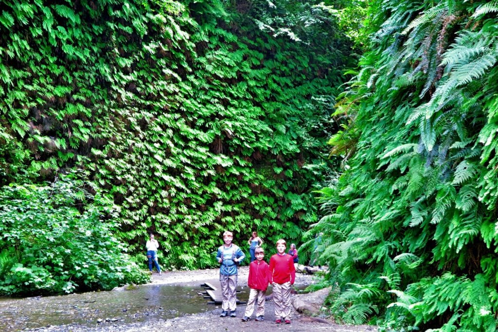 Insanely Tall Walls of Extremely Green Ferns at Fern Canyon Trail in California