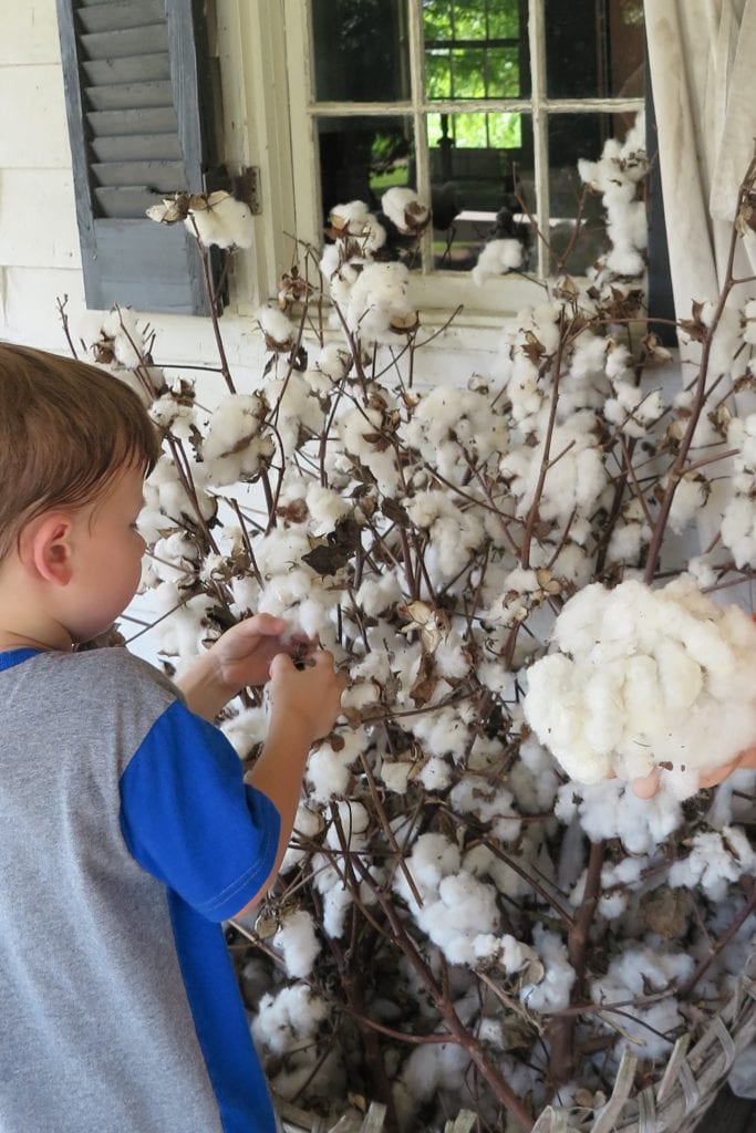 Frogmore Cotton Plantation, picking cotton - top U.S. places kids learn