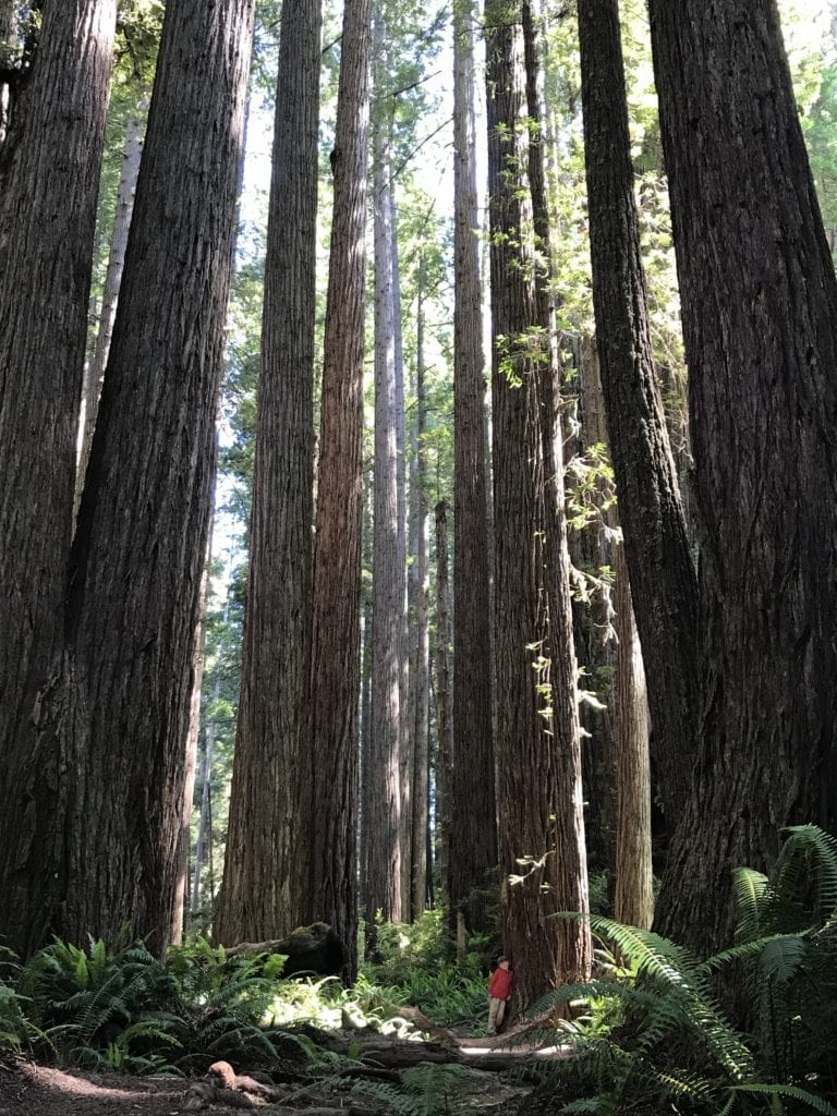 Small Child Next to Enormous Redwoods in Prairie Creek Redwoods, California