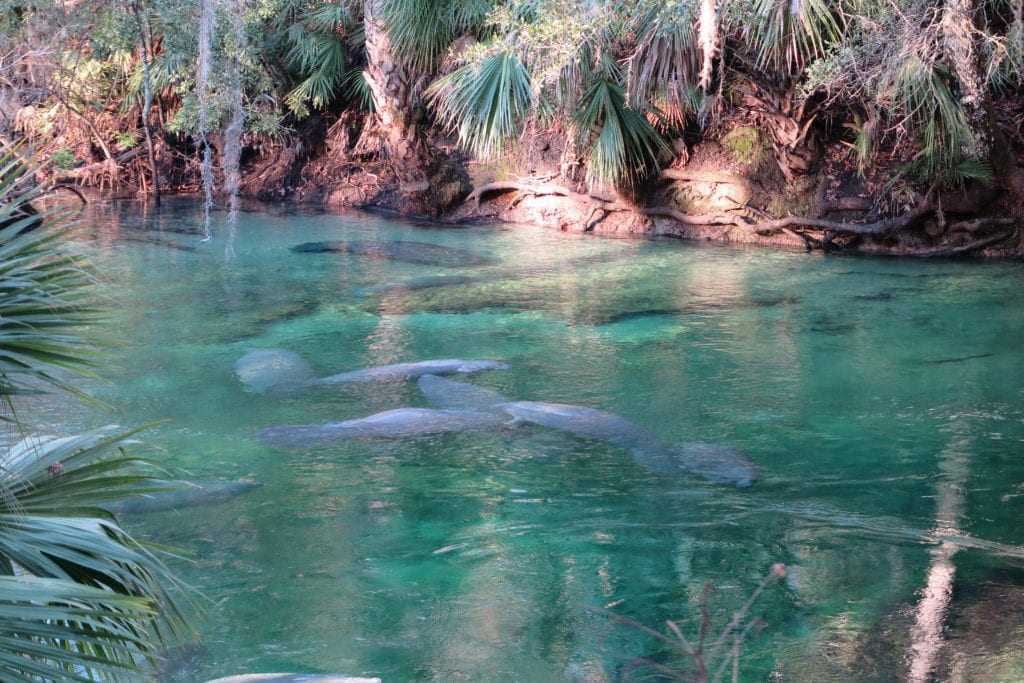 Manatees at Blue Springs, Fl trying to stay warm