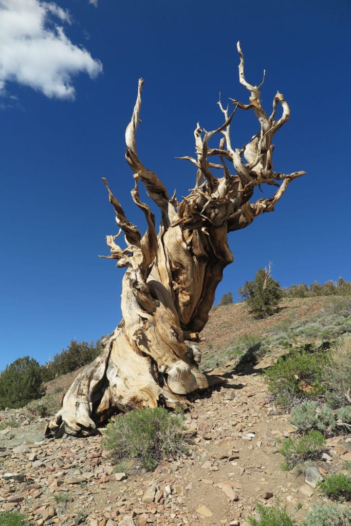 Bristlecone Pine Tree, California - The oldest trees in the world