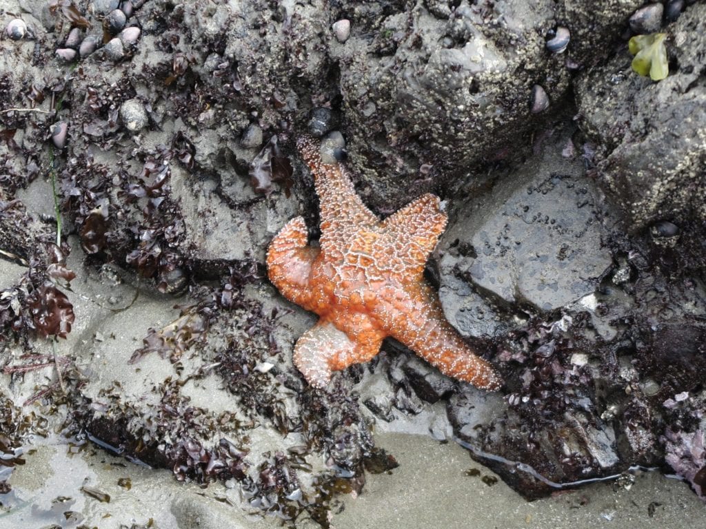 Rialto Beach - Orange Starfish - Washington