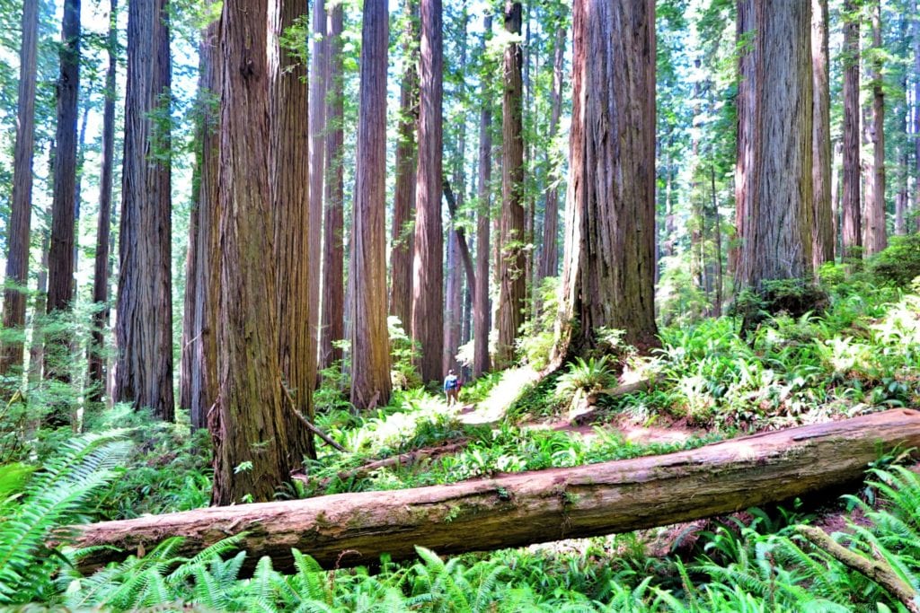 redwood - Boy Scout Trail