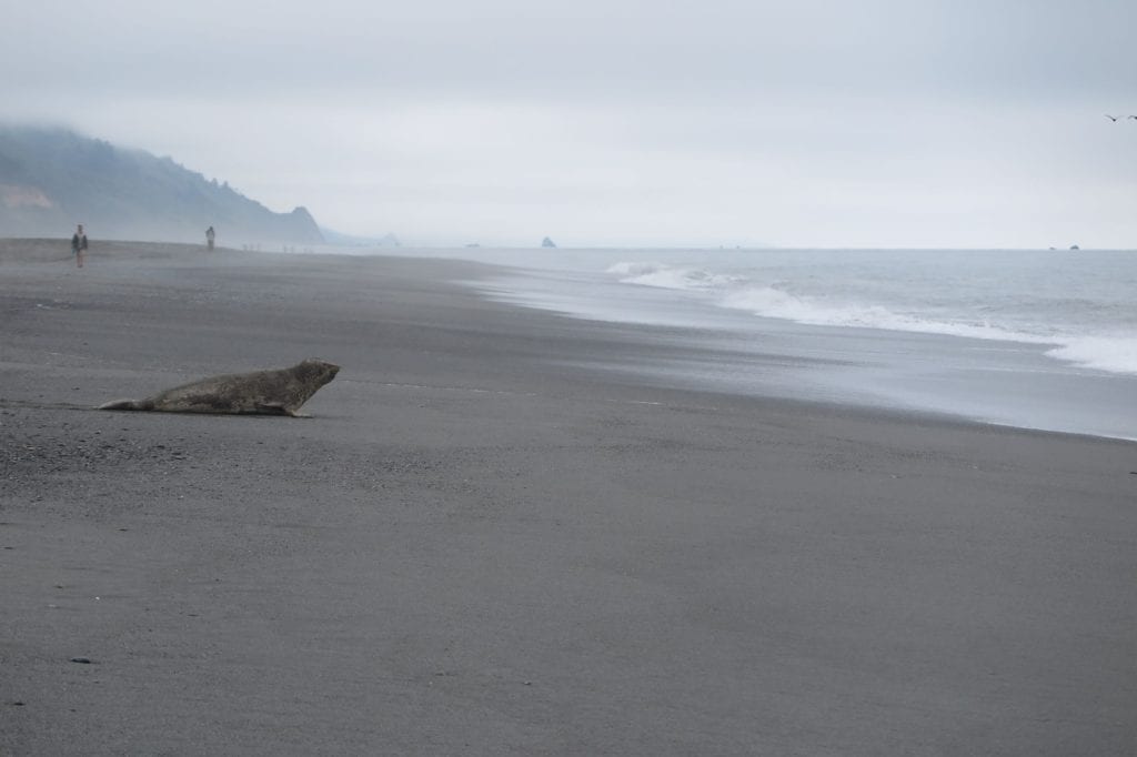 A seal on a foggy day at Gold Bluffs Beach, California