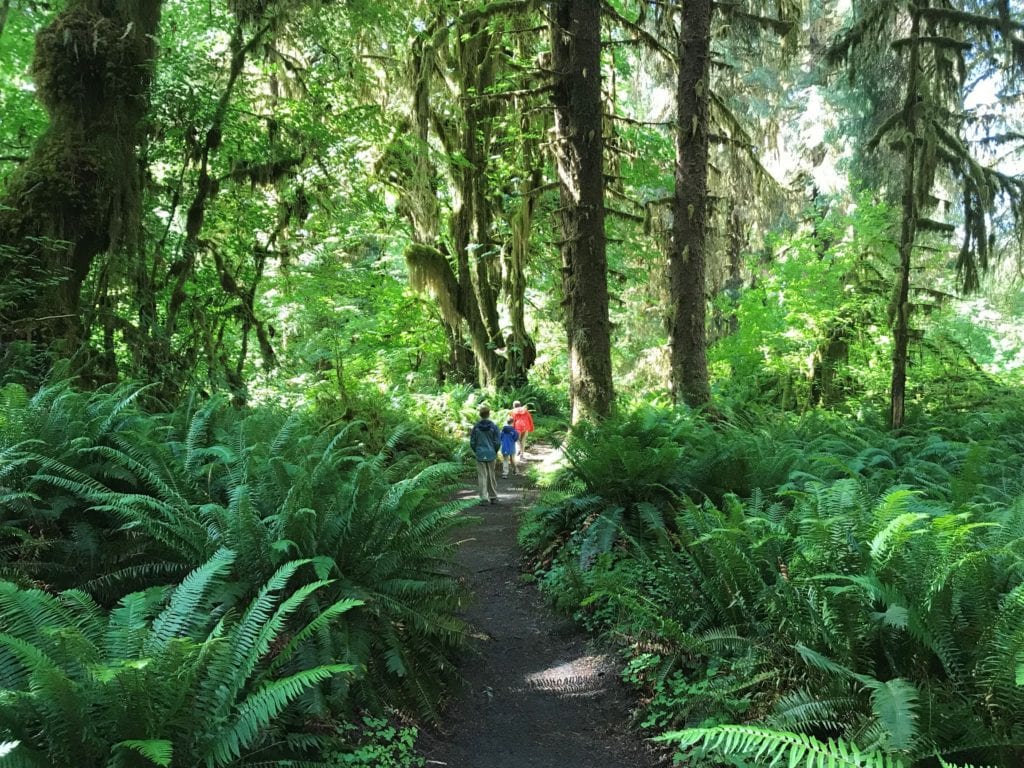 Hoh Rainforest - beautiful fern lined paths