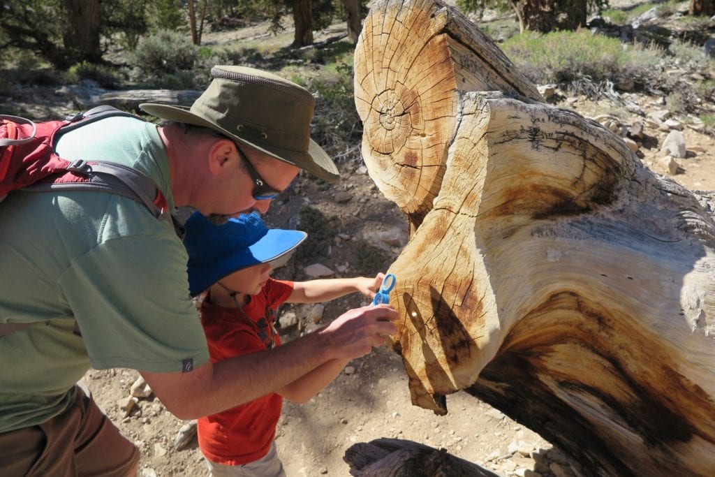 Bristle cone pine tree, California - looking at the tree rings - Great Travel Site to Educate and Learn for Kids