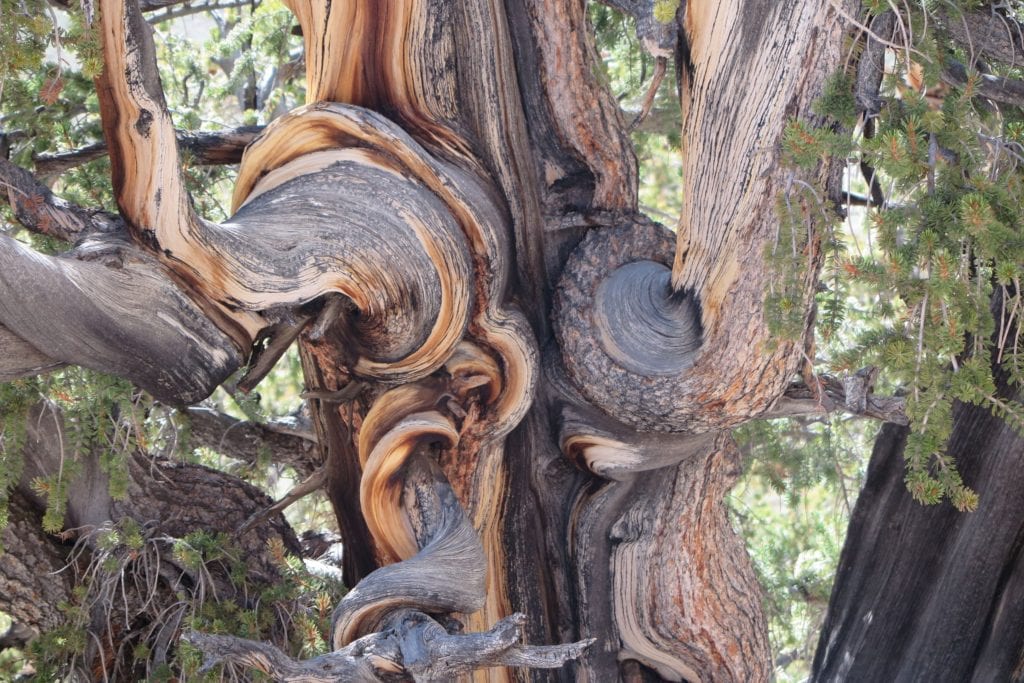 Ancient Bristlecone Pine - Beautifully twisted trees - Oldest Trees in the World