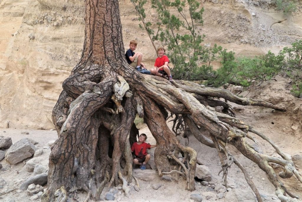 Awesome Tree in Tent Rocks, New Mexico
