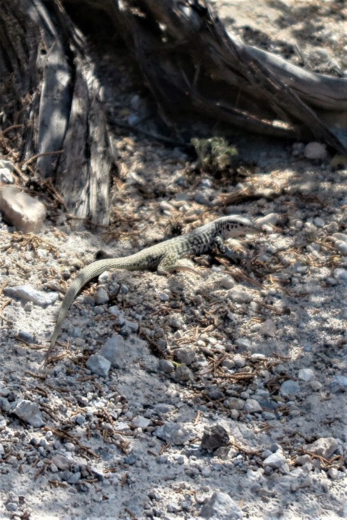Lizard in desert in New Mexico