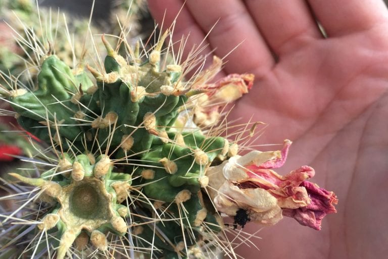 Cactus Flower, New Mexico