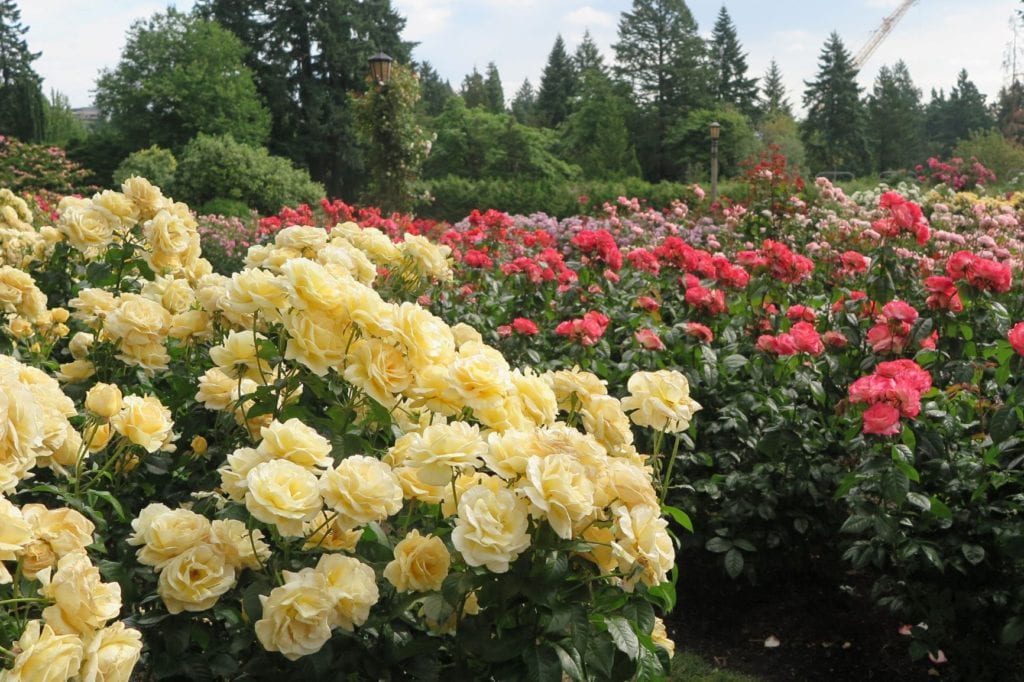 se permiten perros en portland rose test garden