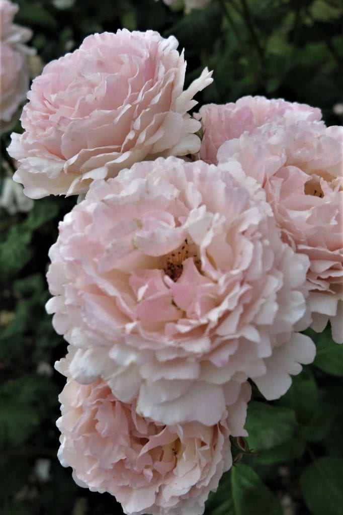 se permiten perros en portland rose test garden