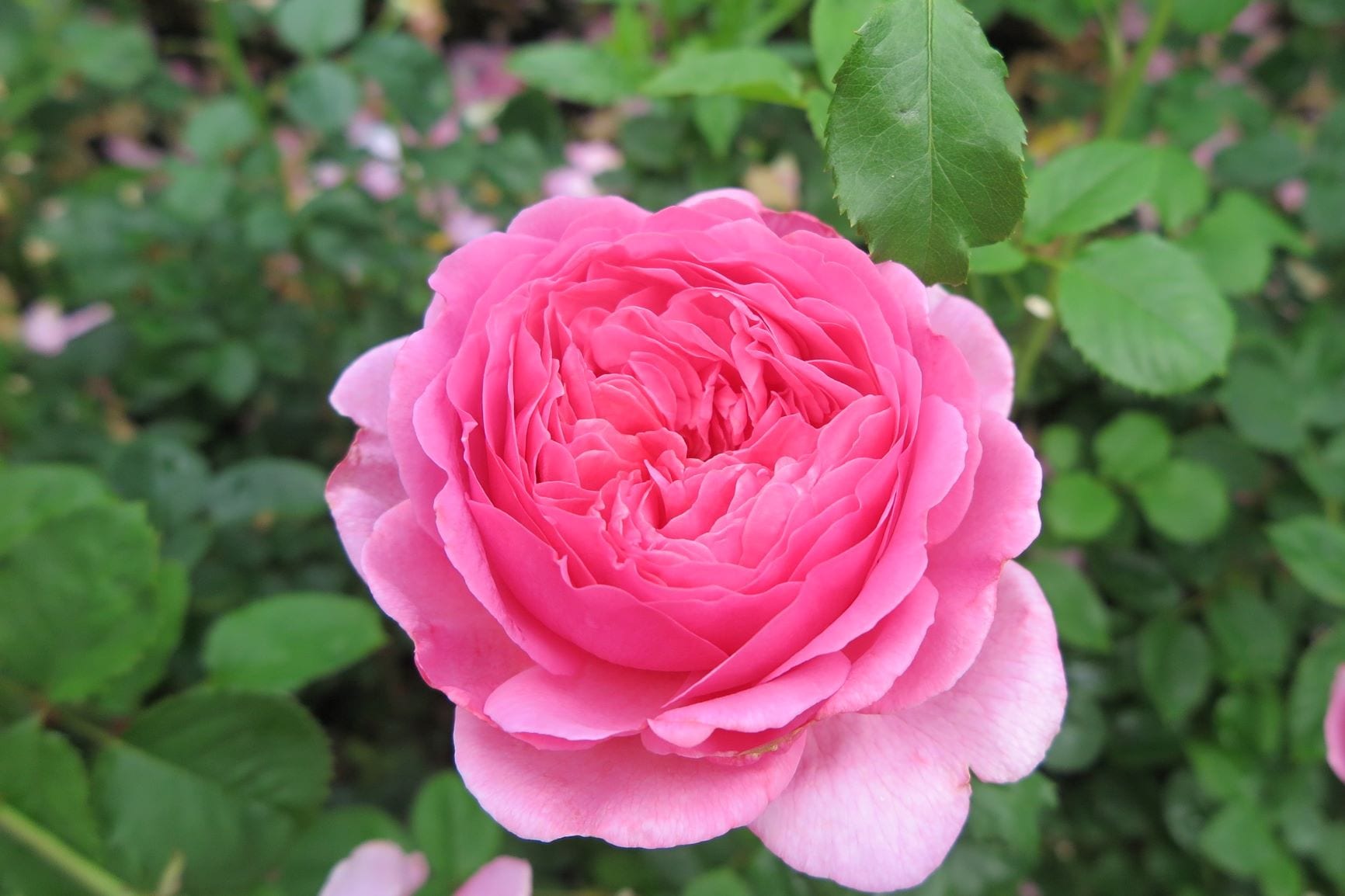 A Photo Journey of Portland International Rose Test Garden - 10 ...