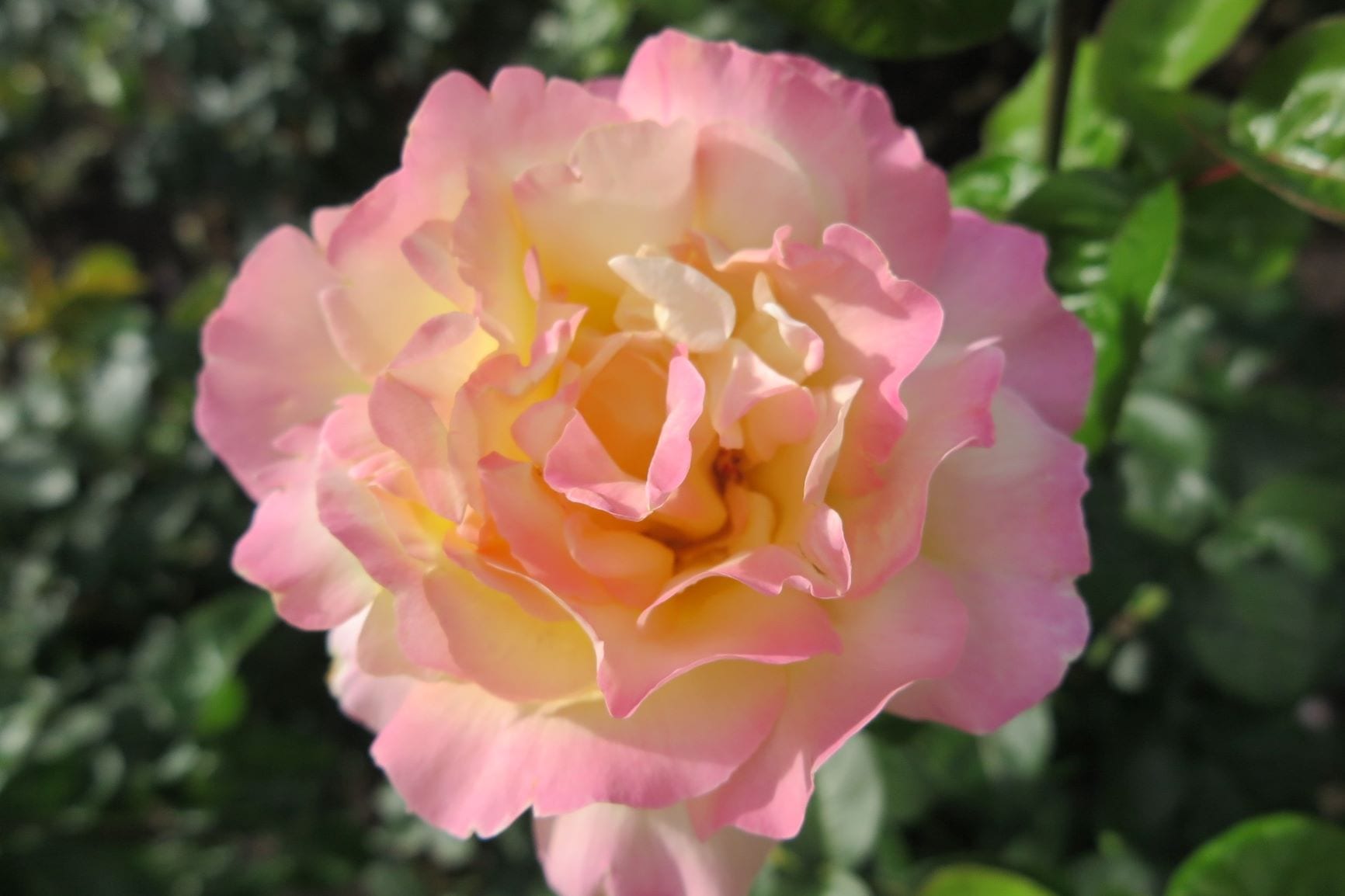 A Photo Journey of Portland International Rose Test Garden - 10 ...