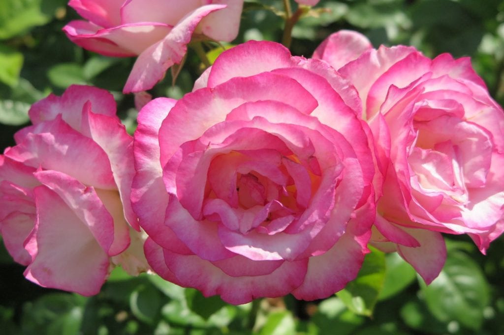 Portland Rose Garden, Oregon