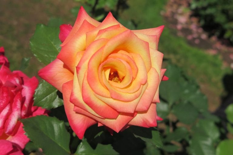 A Photo Journey of Portland International Rose Test Garden - 10 ...