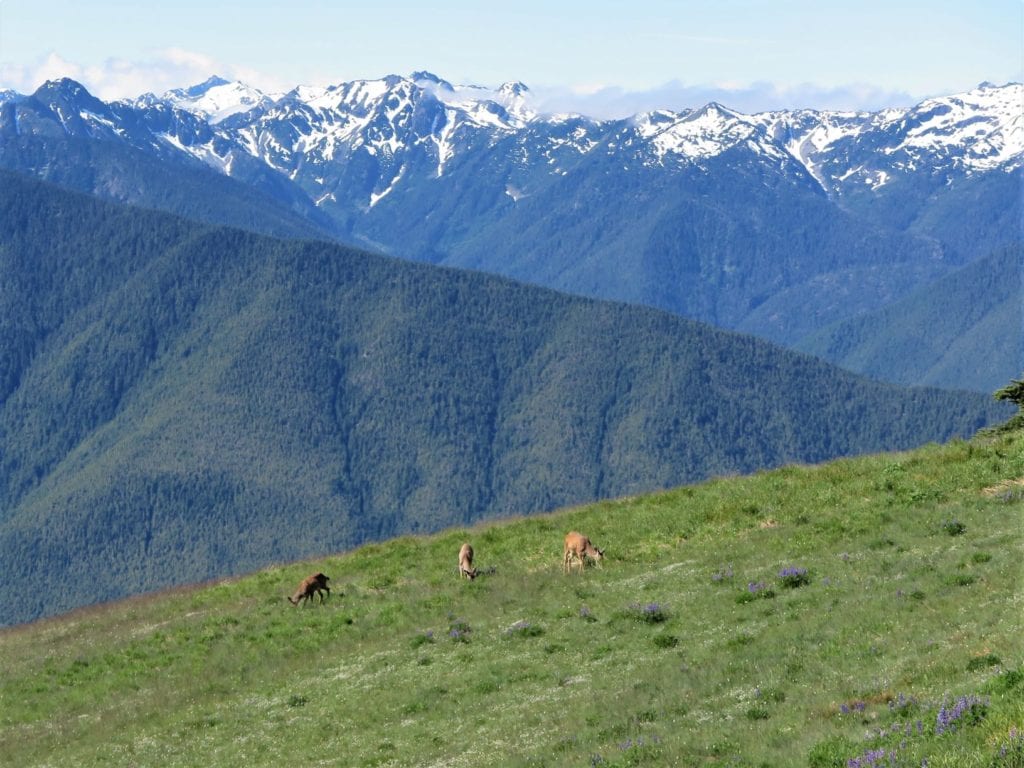 Hurricane Ridge Mountain view with deer, Washington
