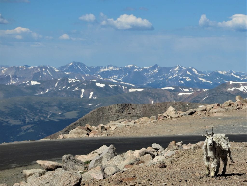 Mt Evans, Colorado - snow and a goat on the top