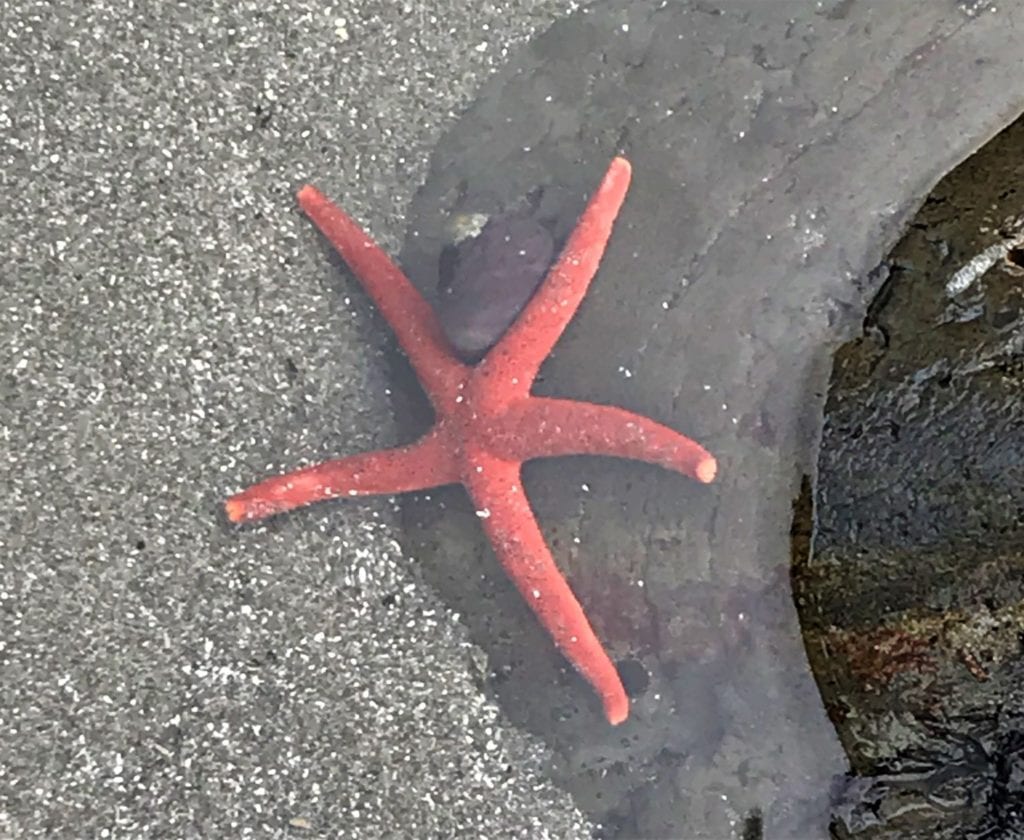 Olympic Peninsula, Washington- Rialto Beach tide pool with red starfish