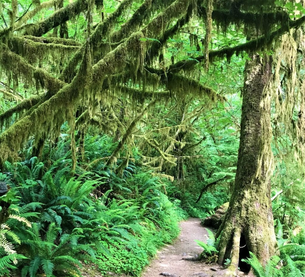 Quinault Rainforest trail with very green moss, Washington
