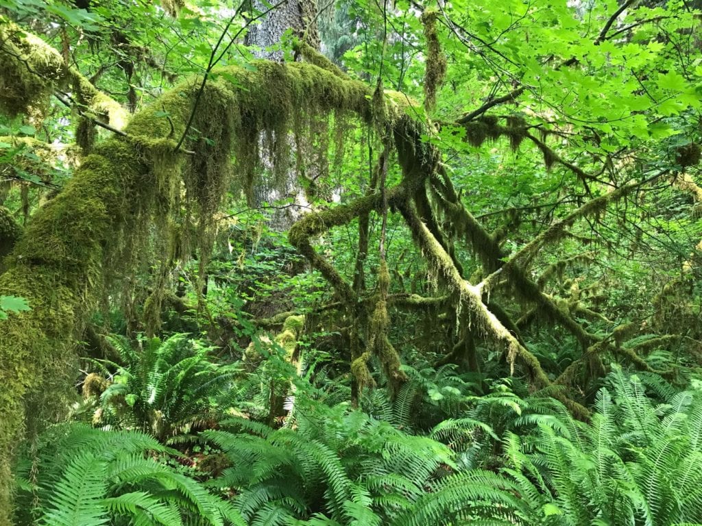 Hoh Rainforest Very Green Moss - Washington