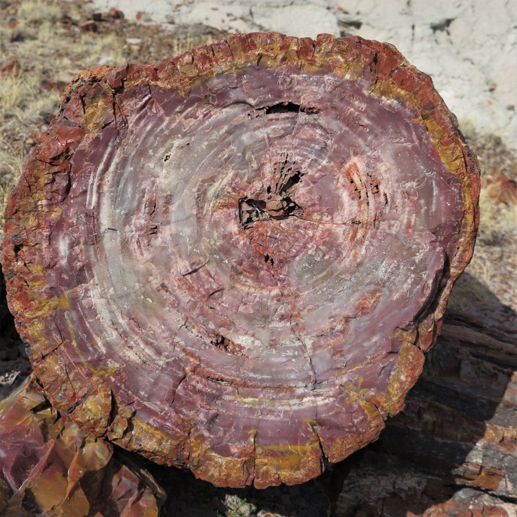 Petrified Forest tree log colors, Arizona