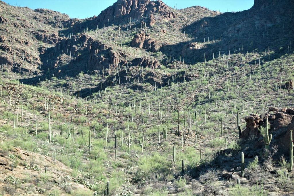 Saguaro National Park, Arizona - lots of cacti