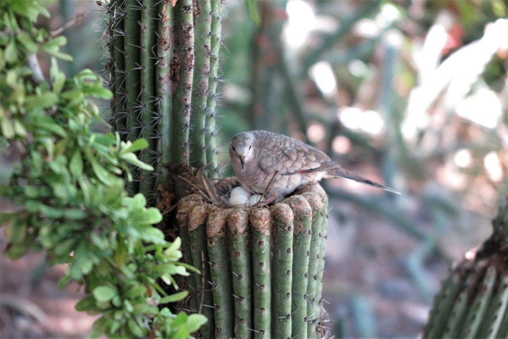 Arizona-Sonoran Desert Museum - bird nest in a cactus