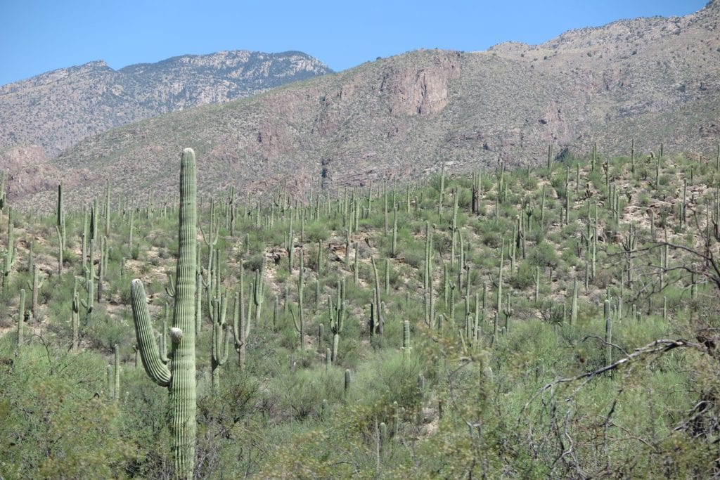 Sabino Canyon cacti, Arizona