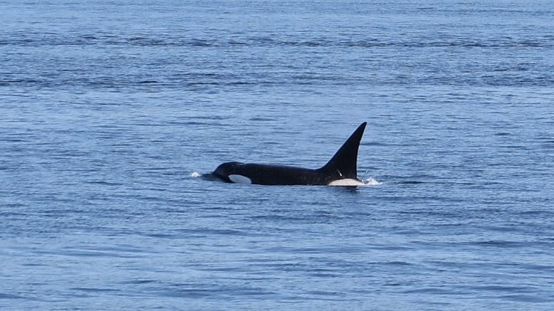 Orca, Olympic Peninsula - Whale Watching Tour