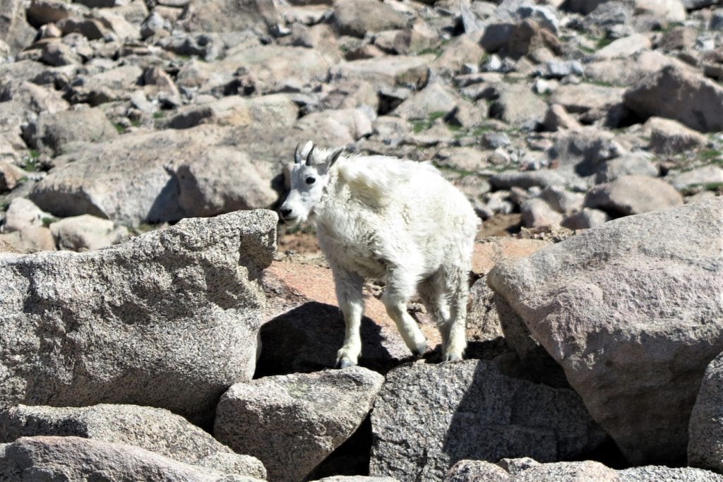 Mount Evans - mountain goat alongside the road - Colorado