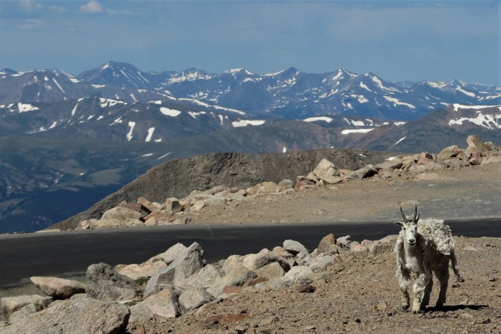 Mount Evans view from the top - Gorgeous mountain view, goats and snow in June - Colorado