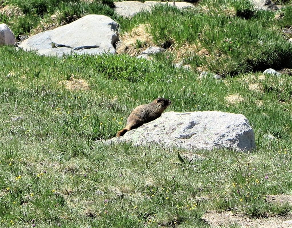 Mount Evans - a marmot alongside the road - Colorado