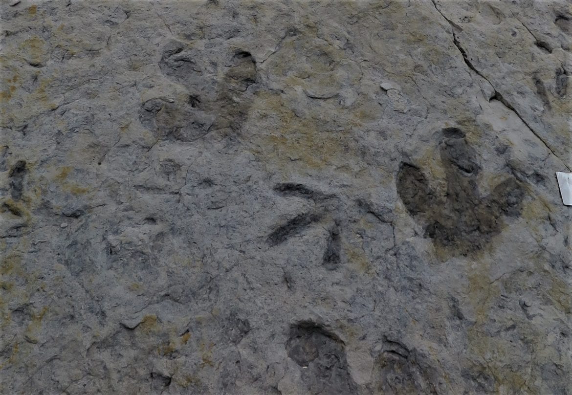 dinosaur tracks tumbler ridge