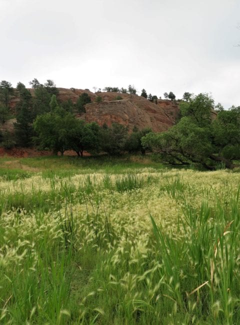 Red Rock Canyon pretty flowers, Colorado