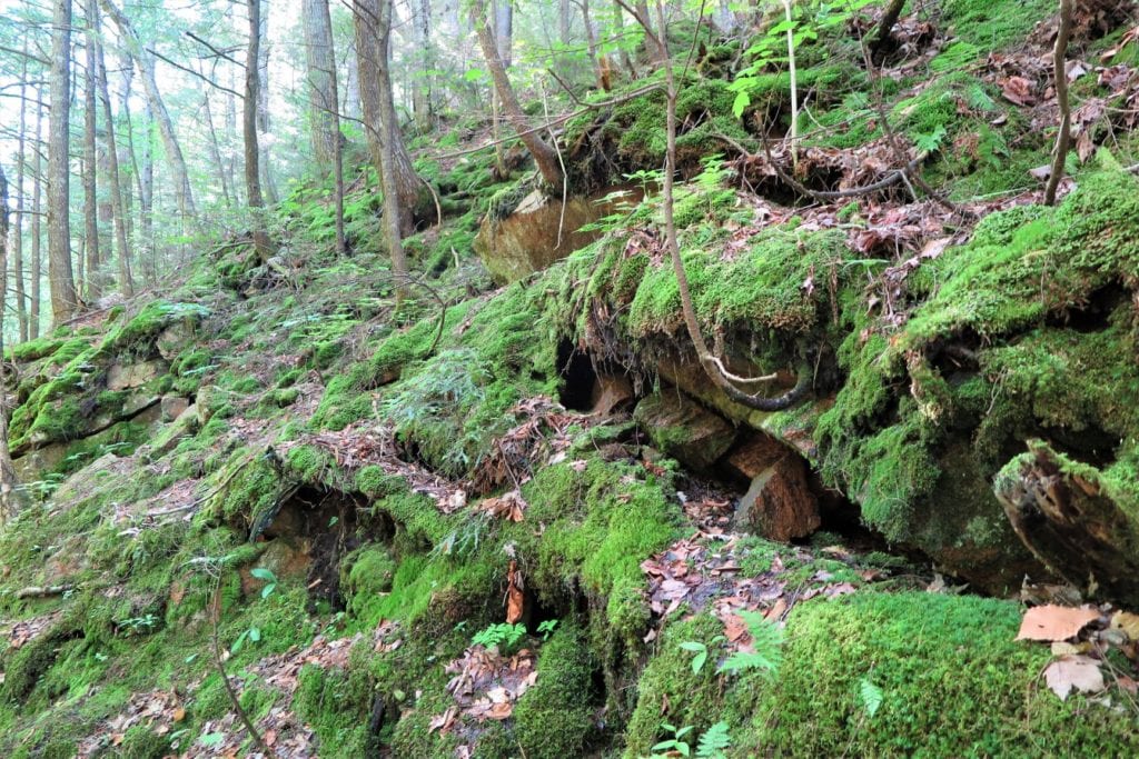 Flume Gorge moss, Franconia Notch, New Hampshire