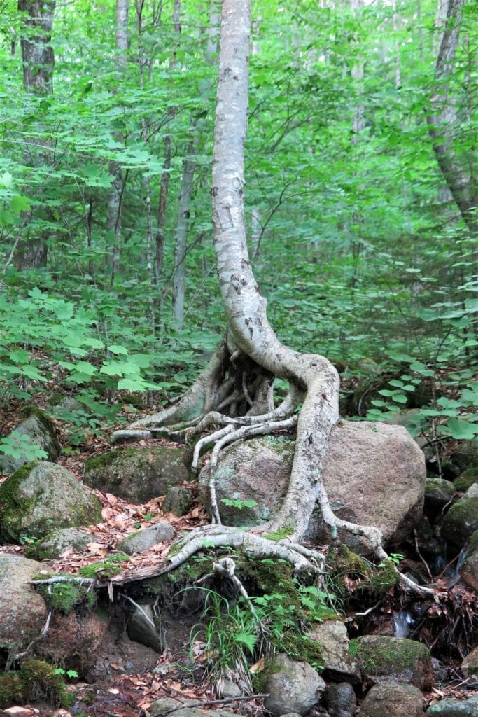 Flume Gorge, Franconia Notch - unique tree and above ground root formations - New Hampshire