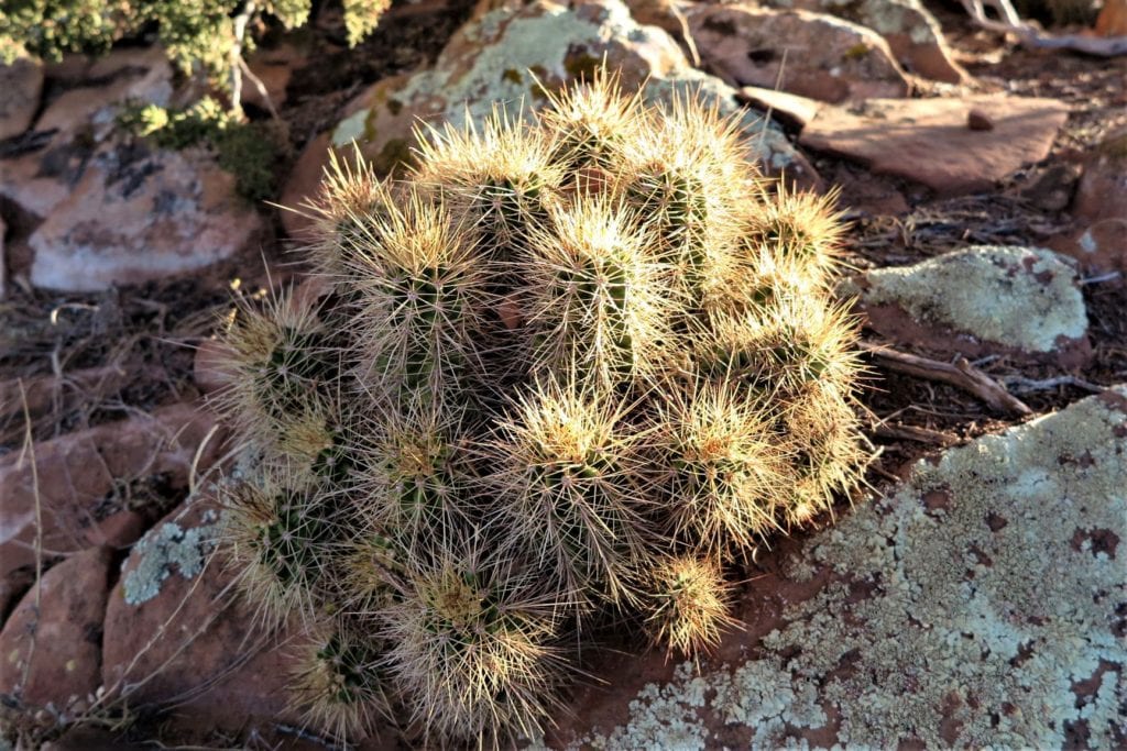 cacti, Sedona, Arizona