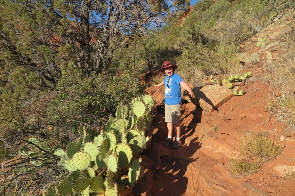 cacti on doe mountain trail, sedona, Arizona