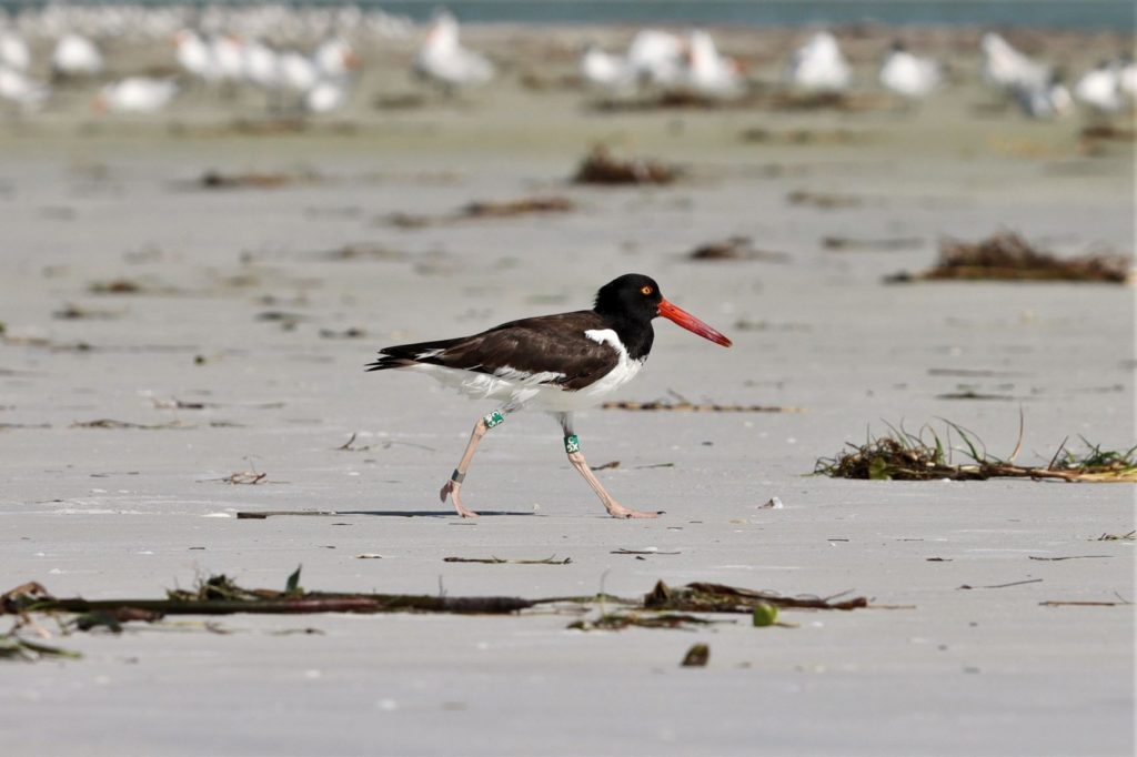 Fort de Soto North Beach, FL birds