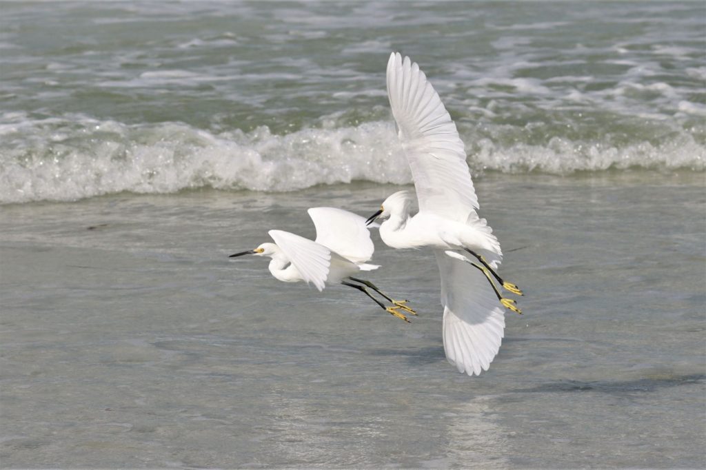Fort de Soto North Beach, FL birds