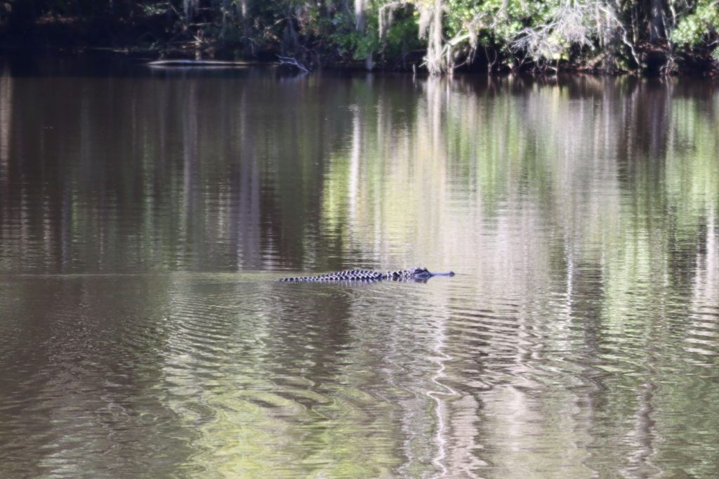 Alligator near Rainbow River