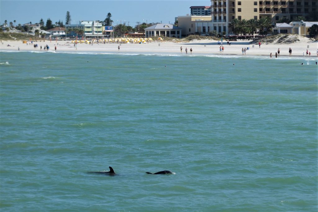 Dolphins swimming past Clearwater Beach, FL