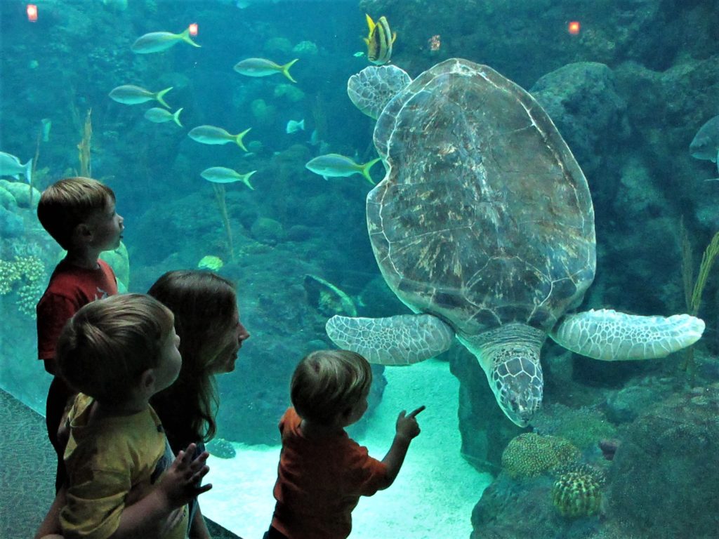 Florida Aquarium - a sea turtle swims past