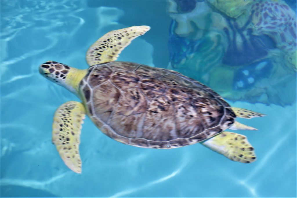 Sea Turtle at Clearwater Marine Aquarium, Florida