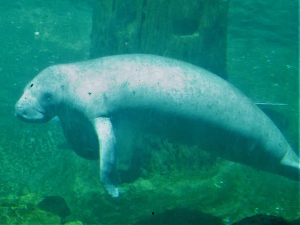 Zoo Tampa, Florida - manatee swimming