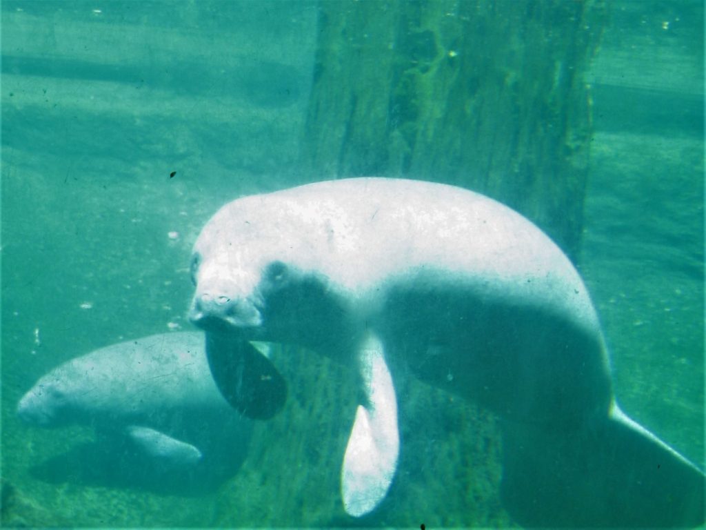 Where, When & How to Best See Manatees in Florida - 10 Traveling Feet