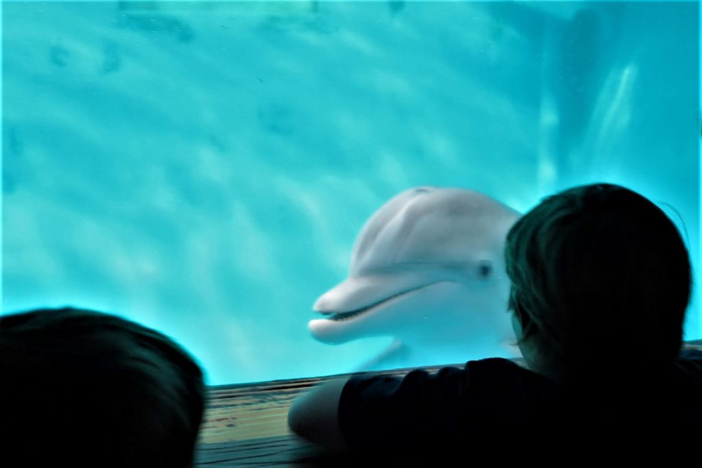Talking to a dolphin at the Clearwater Aquarium, Florida - Winter the Dolphin